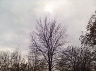 Inserat Brennholz .Buche. Fichte usw. 55€