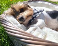 Inserat Malteser Rüde & Biewer Yorki Hündin