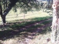 Inserat Brennholz Buche Eiche oder Fichte günsti