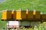Inserat Bienenstockkonstruktionen