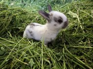 Inserat Kaninchen/ Hase