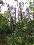 Inserat Brennholz Buche oder Eiche günstig.