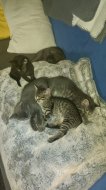 Inserat Siam Mischlinge 5 wunderschöne Katzen