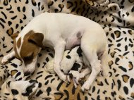 Inserat Jack Russel Parson Terrier Welpen 