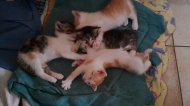 Inserat Katzenbabys  zu vergeben 